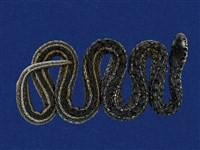 藏品(花浪蛇)的圖片